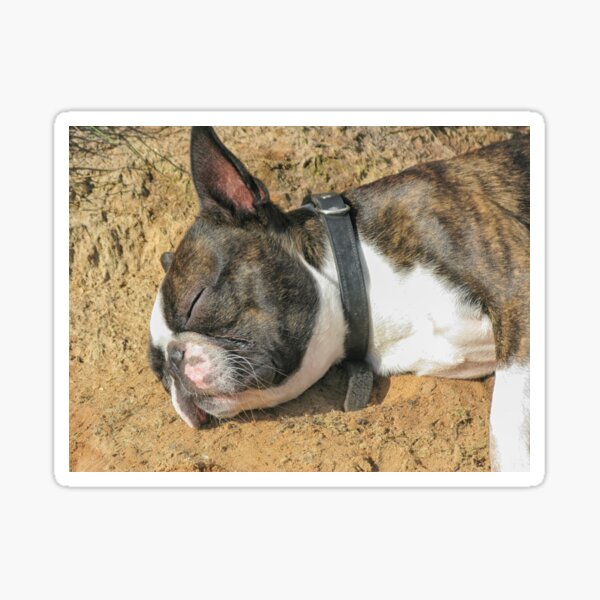Boston Terrier sleeping Sticker