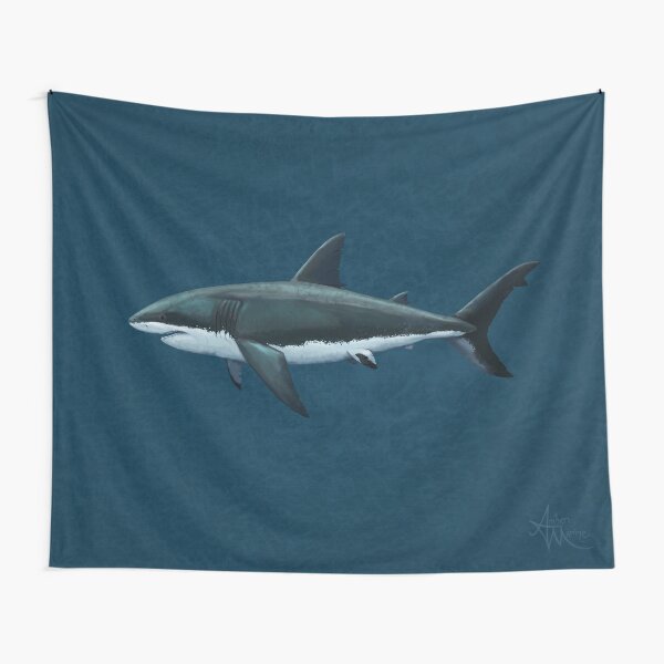 Carcharodon carcharias by Amber Marine, great white shark illustration, art © 2015 Tapestry