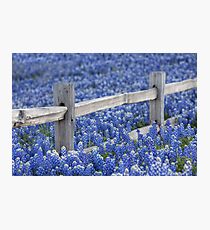 Texas Bluebonnets and an old Wooden Fence Photographic Print