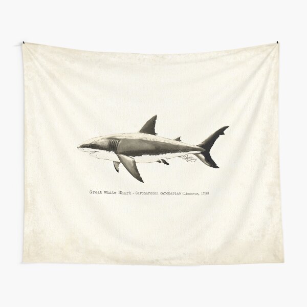 Carcharodon carcharias by Amber Marine, great white shark illustration, art © 2015 Tapestry