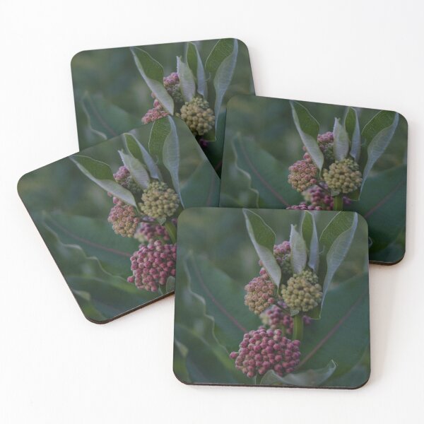 Item preview, milkweed bouquet designed and sold by distracted.