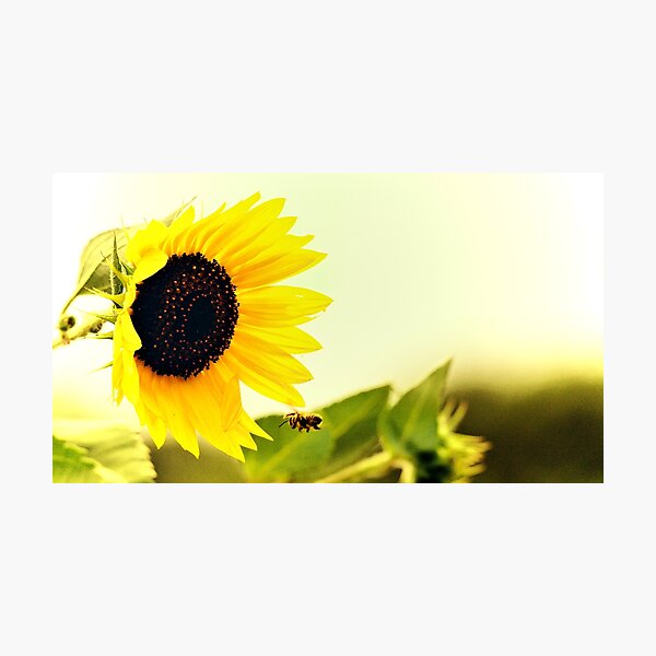Bee On Approach Photographic Print