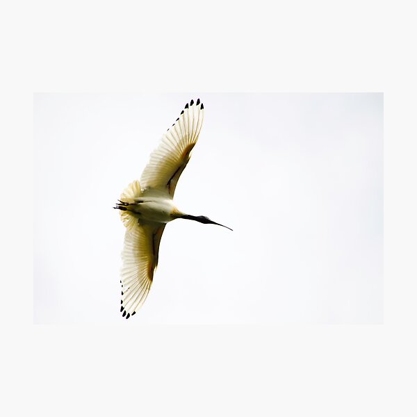 Sacred Ibis Photographic Print