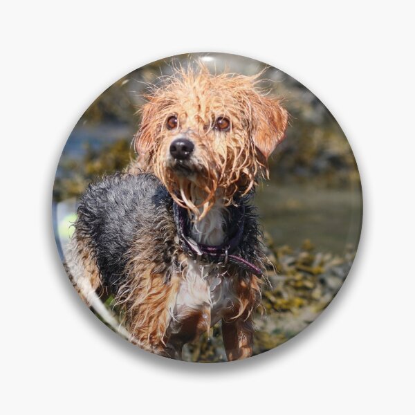 Item preview, Wet dog designed and sold by GreyFeatherPhot.