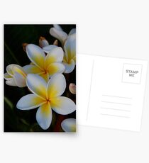 Frangipanis Postcards