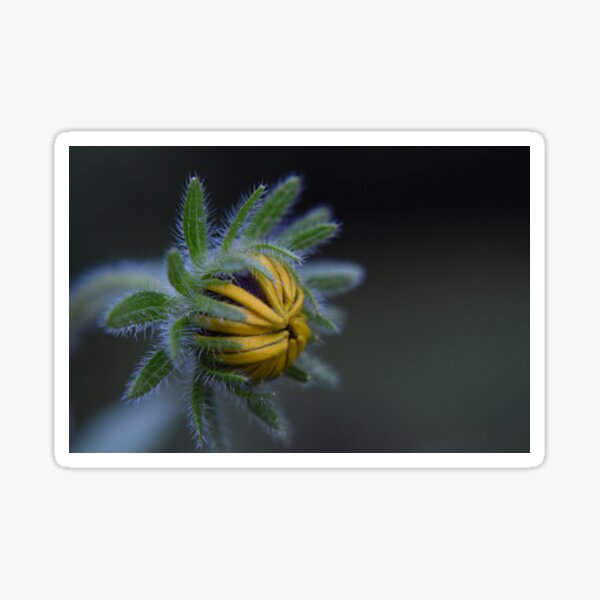 Item preview, Summer bud designed and sold by Tonia Delozier's Photography .