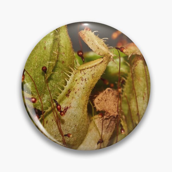Item preview, Nepenthes designed and sold by Richard Allen.