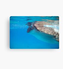 Feed time. Canvas Print
