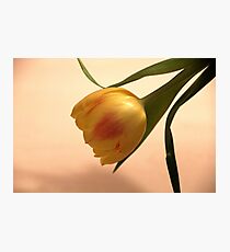 Lonely Beauty II Photographic Print