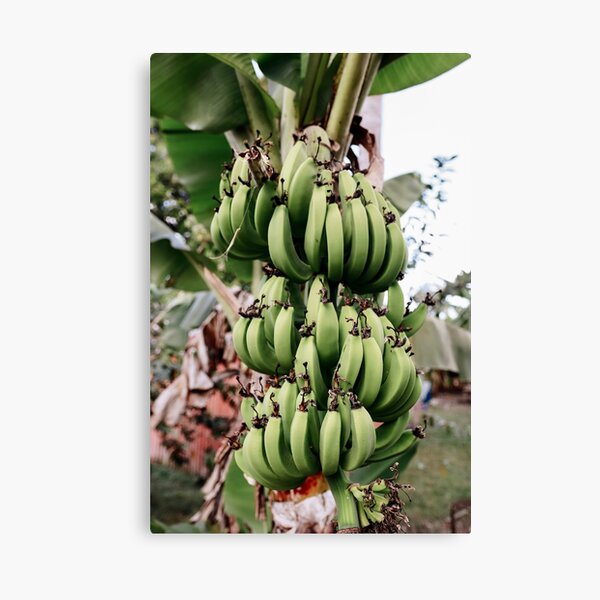 Platanos Desde La Isla Canvas Print