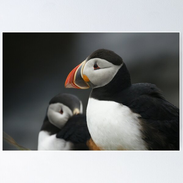 Item preview, Atlantic puffins at rest designed and sold by Jean Knowles.