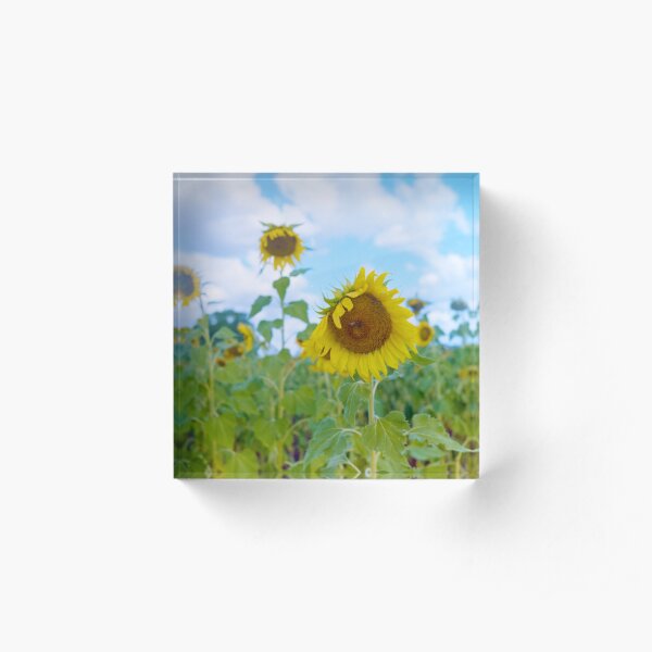 Sun Flower Field Acrylic Block