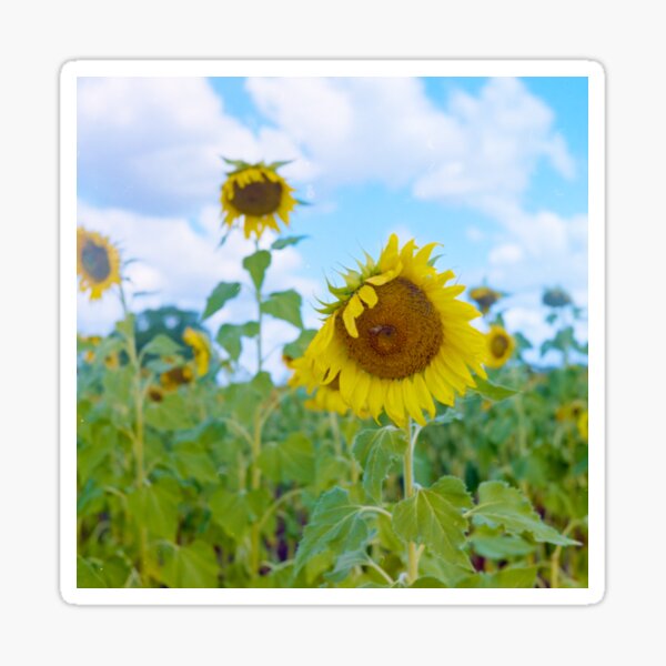 Sun Flower Field Sticker