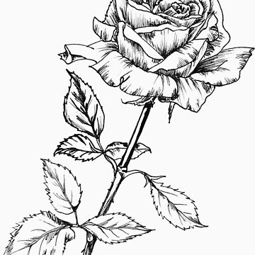 Artwork thumbnail, Rose by Maria Drummond