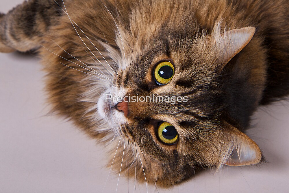 Domestic Medium Hair Cat