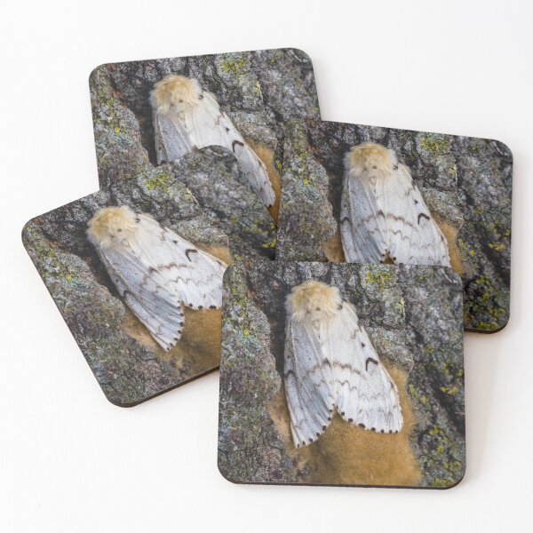 Item preview, Gypsy Moth Close-up 2 designed and sold by Robert Alsop.