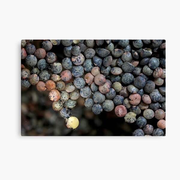 floating continent Canvas Print