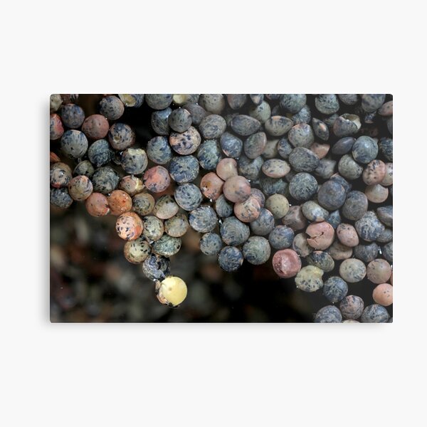 floating continent Metal Print