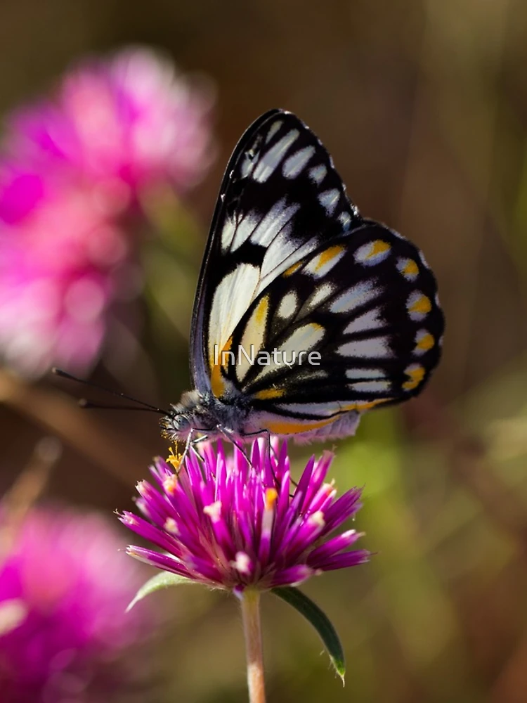 Thumbnail 4 of 4, Samsung Galaxy Phone Case, fluttery designed and sold by InNature.