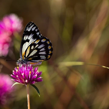 Artwork thumbnail, fluttery by InNature