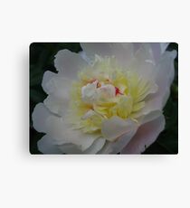 Bai Mudan Canvas Print