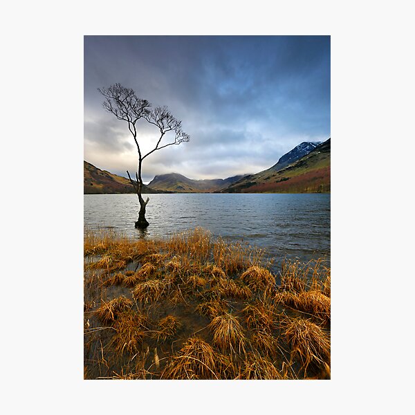 Item preview, Lone Tree at Buttermere designed and sold by Martin Lawrence.