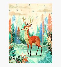 Deer Photographic Print