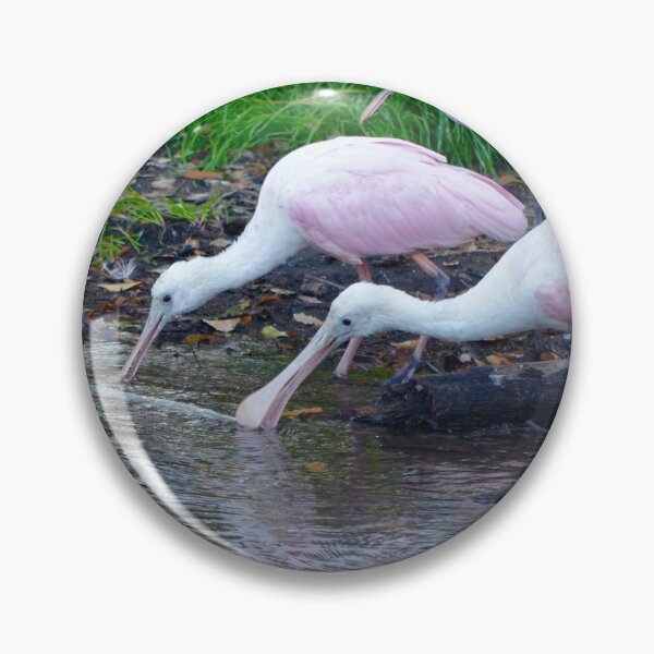 Item preview, Trio of Drinking Spoonbills designed and sold by richardbryce.