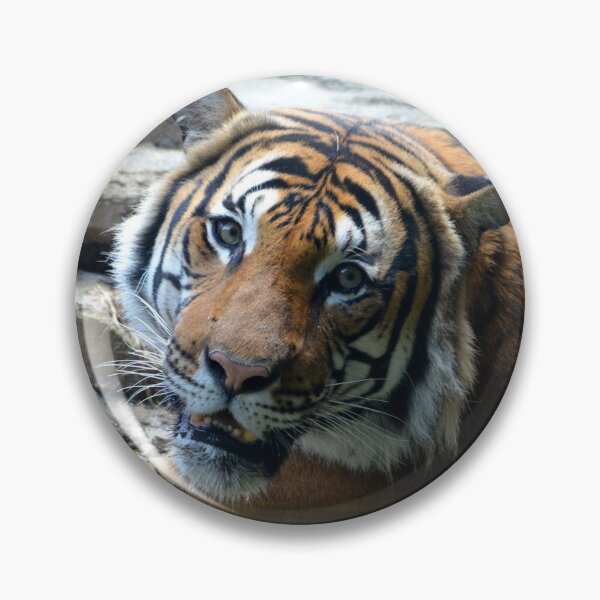 Item preview, Tiger Tiger Keeping Cool designed and sold by richardbryce.