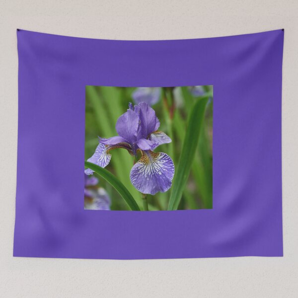 Item preview, Siberian iris 99 designed and sold by Jouko Lehto Photography.