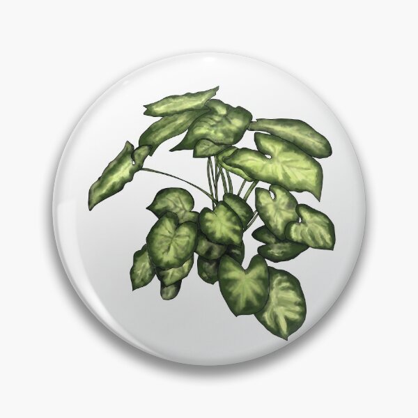 Item preview, Syngonium podophyllum designed and sold by shtem.