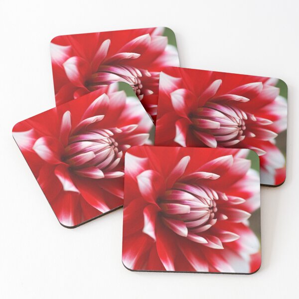 Item preview, Dahlia White With Red Flower designed and sold by Joy Watson - Natural Light Photography .