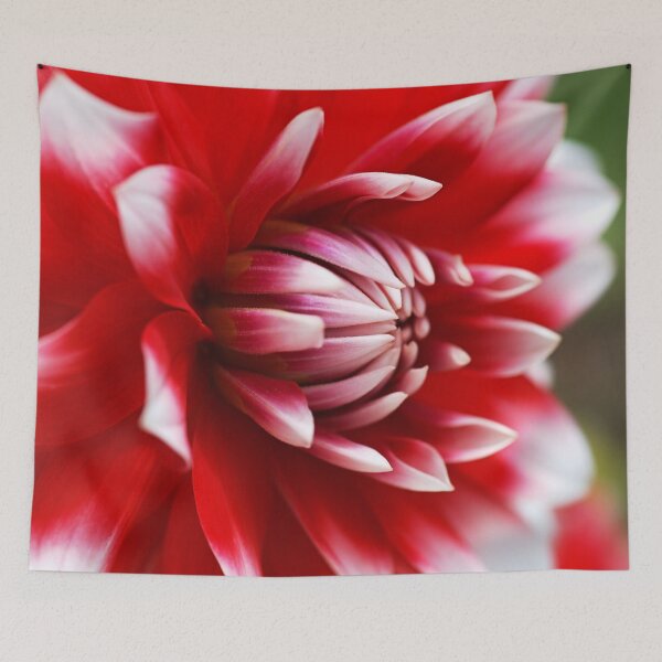 Item preview, Dahlia White With Red Flower designed and sold by Joy Watson - Natural Light Photography .