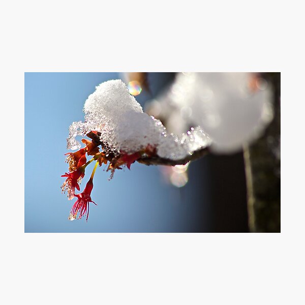 Item preview, Pink Cherry Blossoms in Snow designed and sold by ishotit4u.