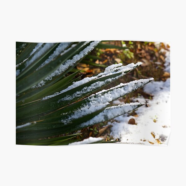 Snow on Palms Poster
