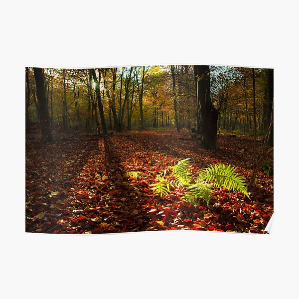 Autumn light Poster