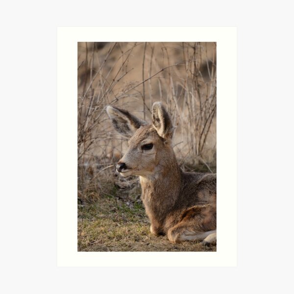 Fawn at sunset 1 Art Print