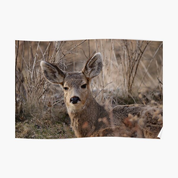 Fawn at sunset 2 Poster