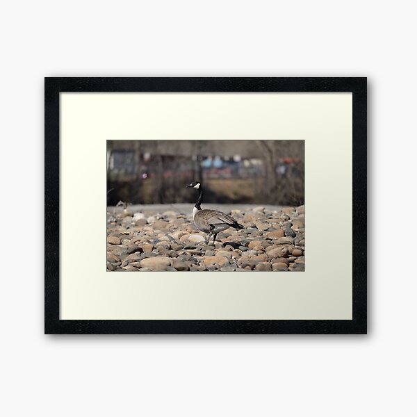 Canada goose on gravel bar Framed Art Print