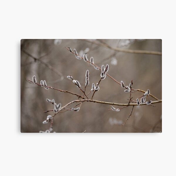 Pussy willow catkins Canvas Print