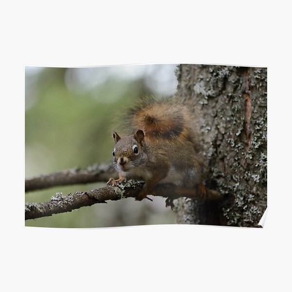Squirrel in fir tree 1 Poster