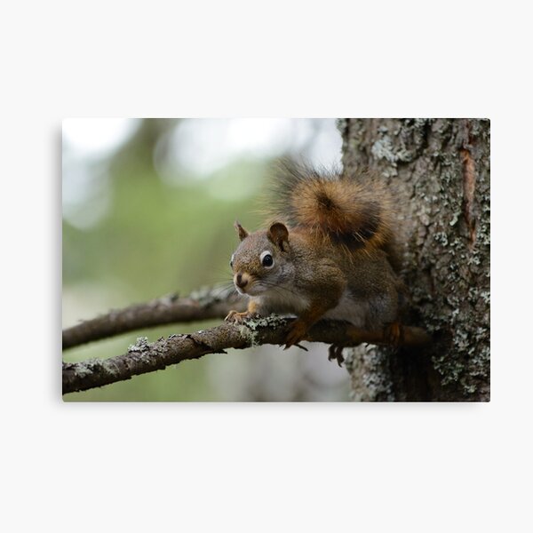 Squirrel in fir tree 2 Canvas Print