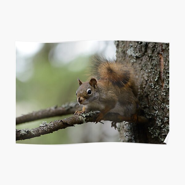 Squirrel in fir tree 2 Poster