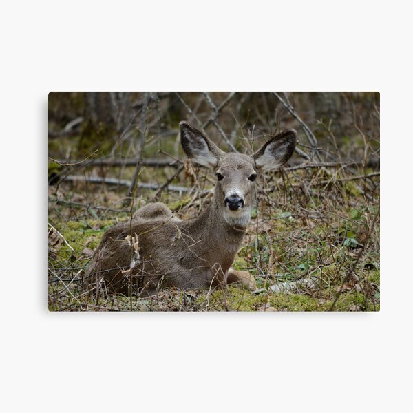 Doe resting in the woods Canvas Print