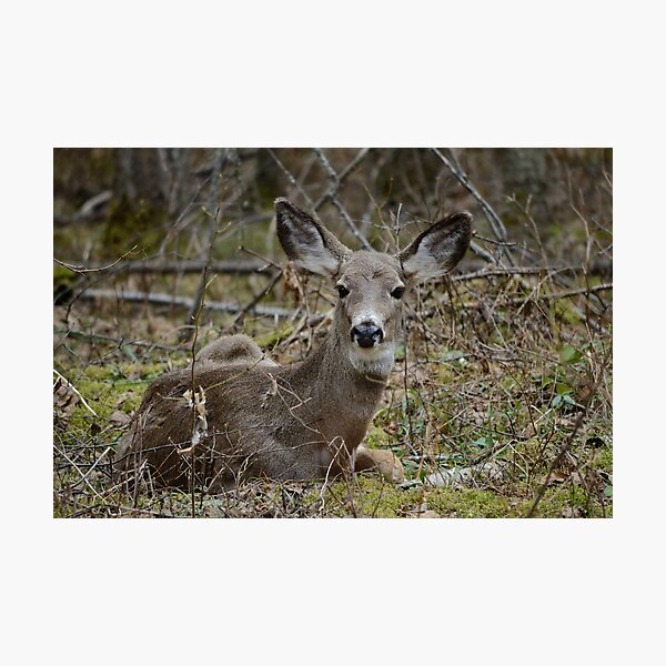 Doe resting in the woods Photographic Print