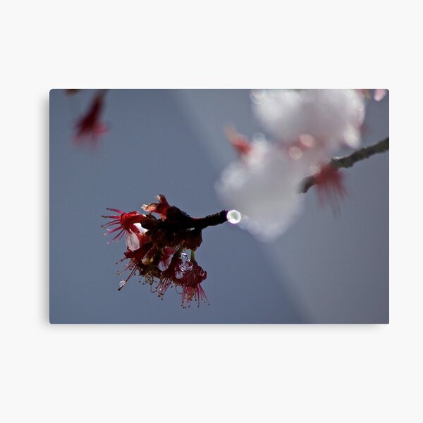 Cherry Blossom in Ice Metal Print