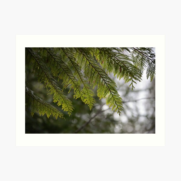 Cedar leaves Art Print