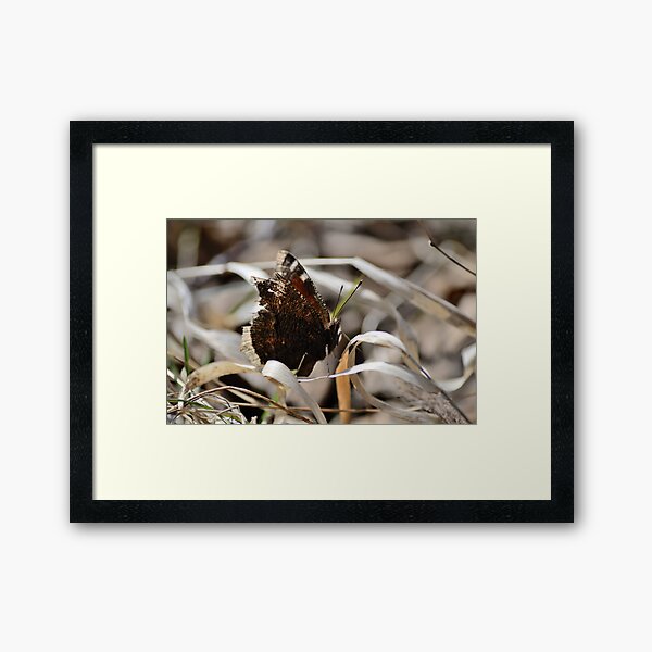 Mourning Cloak butterfly on dry grass Framed Art Print