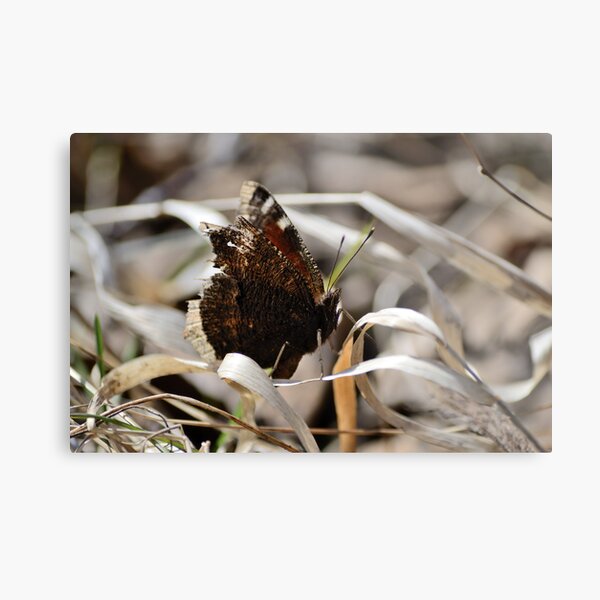 Mourning Cloak butterfly on dry grass Metal Print