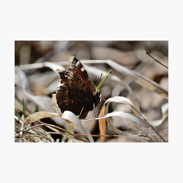Mourning Cloak butterfly on dry grass Photographic Print